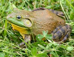 Bullfrogs
