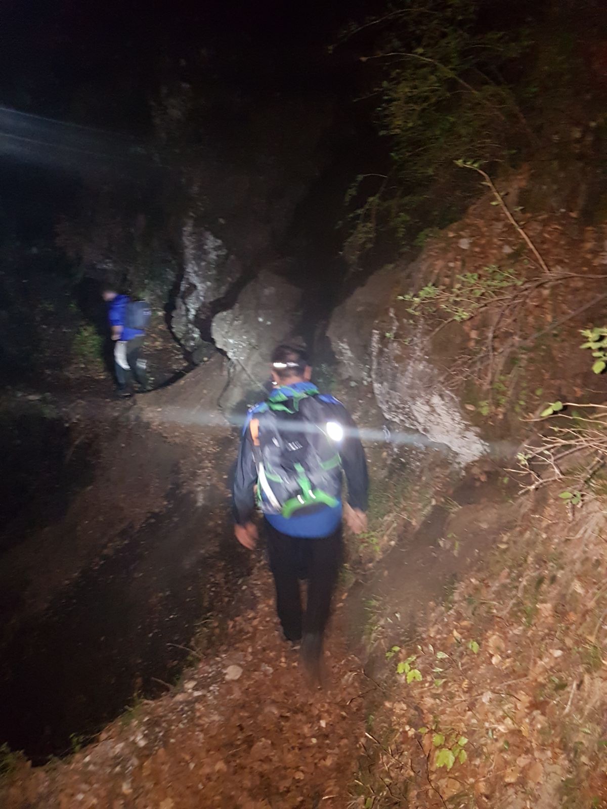 Doi turişti care s-au întâlnit cu un urs pe un traseu din Bucegi au stat o oră căţăraţi într-un brad