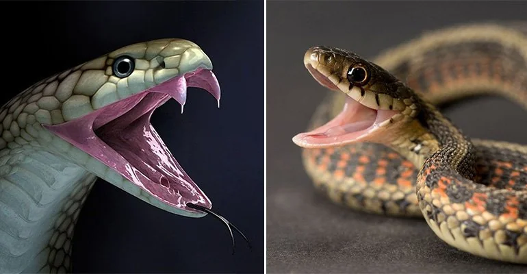 How to tell the difference between poisonous and non-poisonous snakes