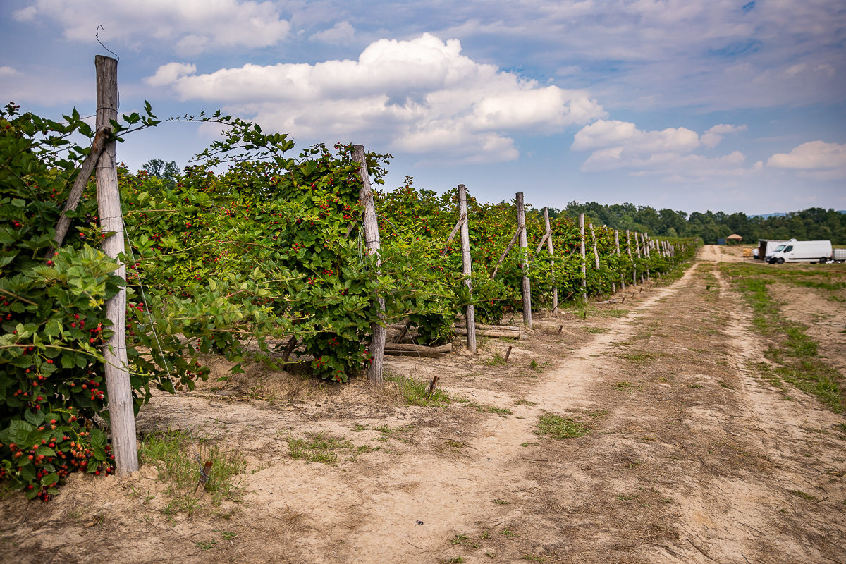 Trei generații au pus pe picioare o plantație de fructe de pădure în Gorj. Nepotul a dezvoltat afacerea, părinții au pus banii, bunica Mărioara coordonează muncitorii