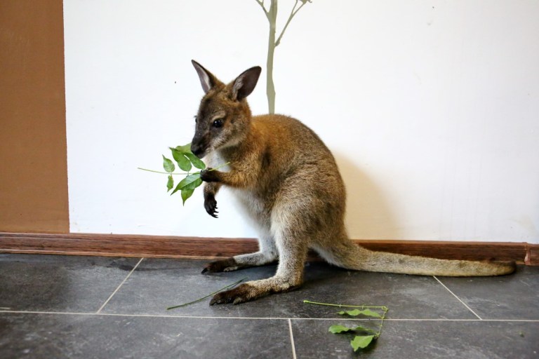 Un tânăr din Cluj crește un cangur ca animal de companie. Din Australia, Rin s-a adaptat în inima Transilvaniei