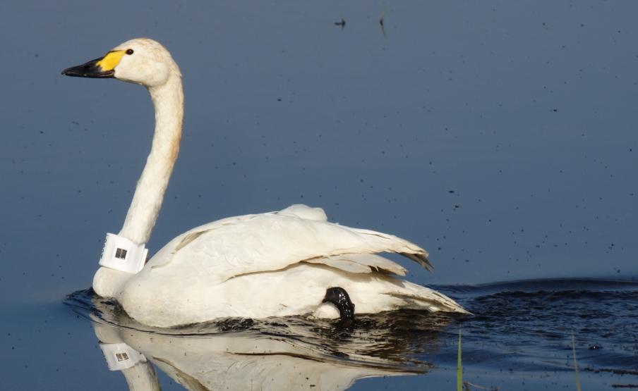 Mintha puskából lőtték volna ki: 2 nap alatt 1000 kilométert repült egy hattyú Magyarországról