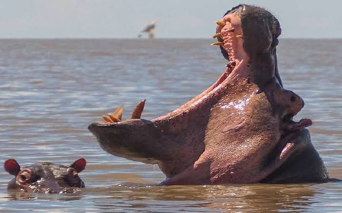 Fishermen kill Hippo that killed Emir\'s guard, share meat with community