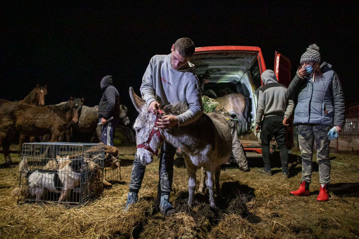 REPORTAJ. În loc de reni, Moș Crăciun a venit anul acesta cu o caravană salvatoare pentru iepe, măgărițe, câini și pisici