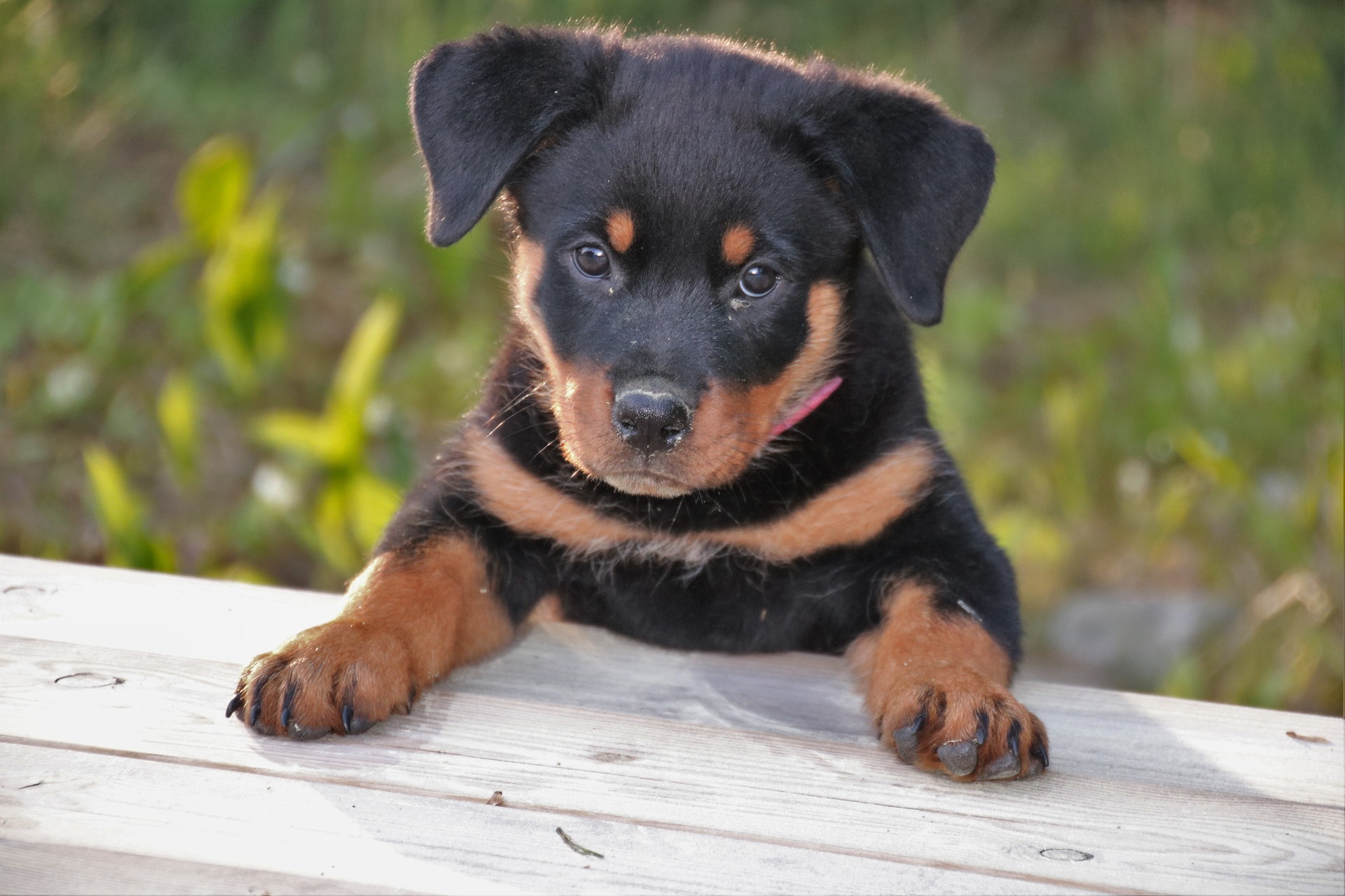 Rottweiler - ce trebuie să știi despre rasa cu cei mai buni câini de pază