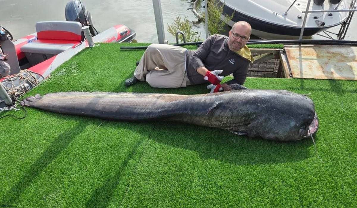 Un somn de aproape trei metri, 150 kg și o vârstă de peste 35 de ani a fost prins de un grup de pescari pe Dunăre | VIDEO