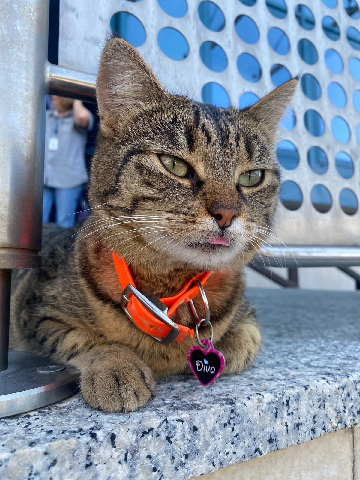 A dispărut Vasi, pisica-mascotă a Aeroportului Otopeni. Angajații fac apel la populație pentru a o găsi