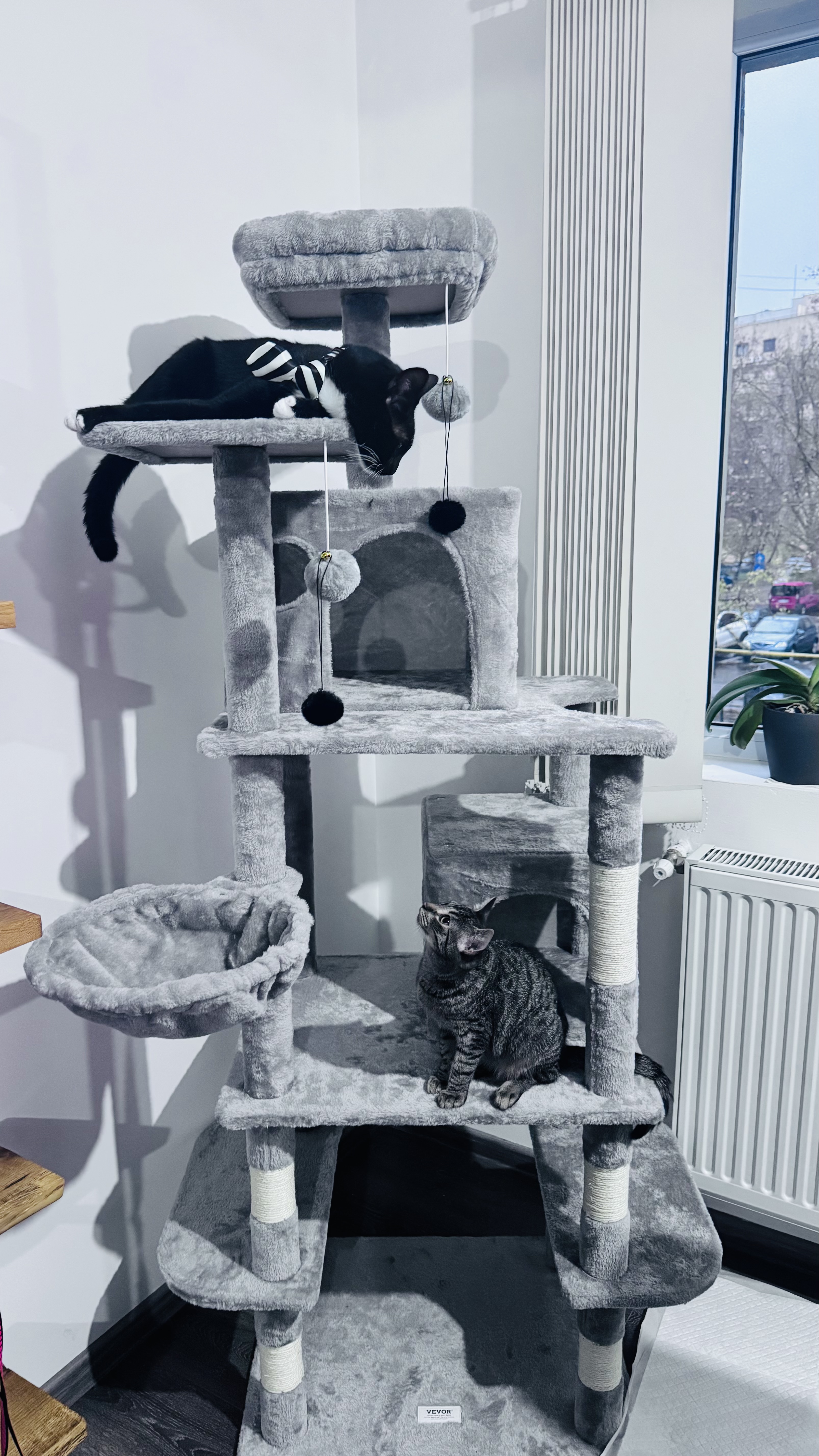 Casa de avocatură transformată în târg de adopție pentru pisici. Povestea pisicilor Aristo și Crat. Marius Todeancă, avocat: „Responsabilitatea față de animale este un semn de civilizație, nu un hobby”