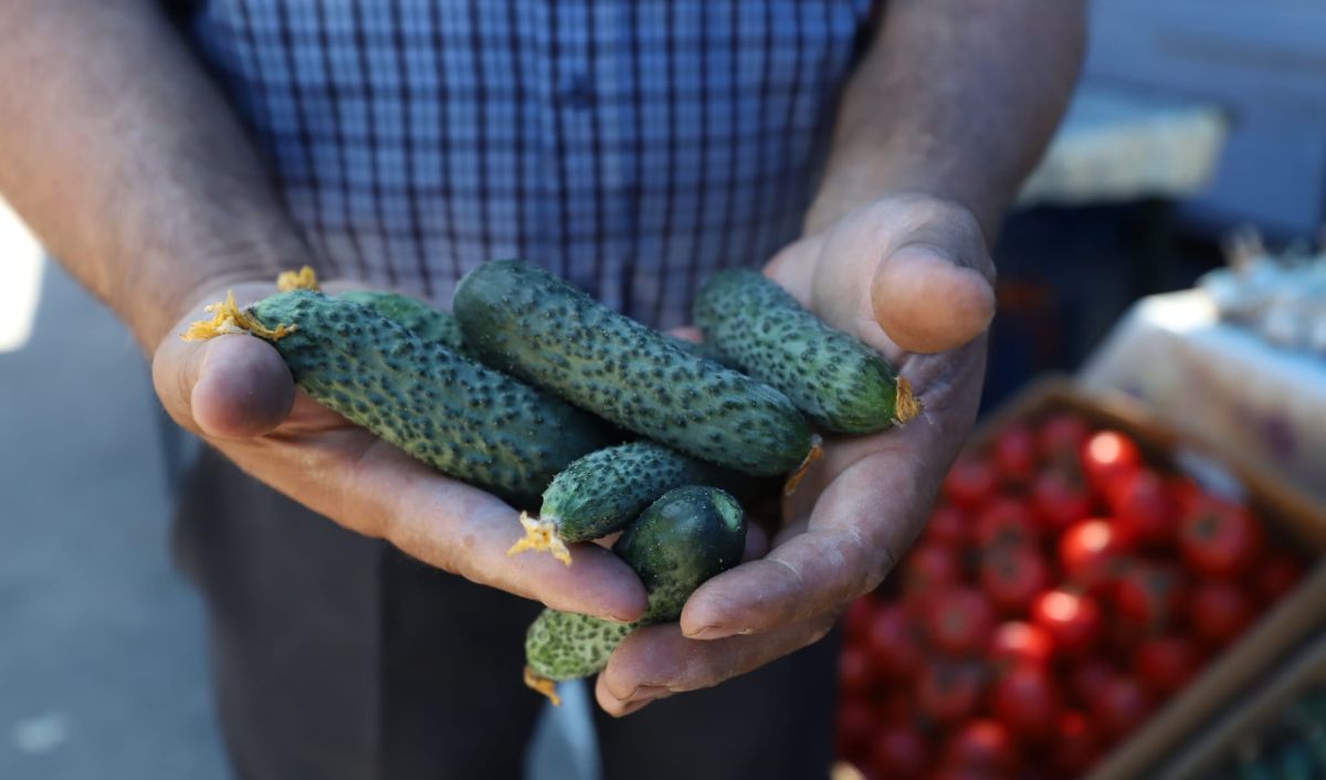 Castraveții românești sunt mai ieftini la supermarket decât la piață. Legumicultorii lasă marfa pe câmp, neculeasă, din cauza prețurilor prea mici