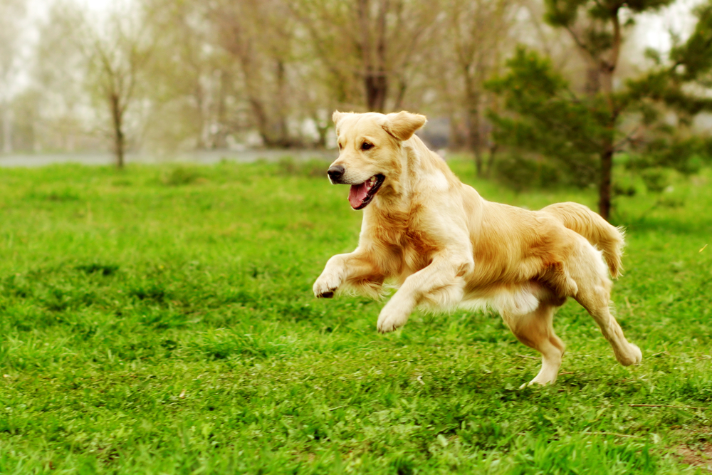 Golden Retriever - cât de ușor se dresează și ce personalitate are cel mai îndrăgit câine