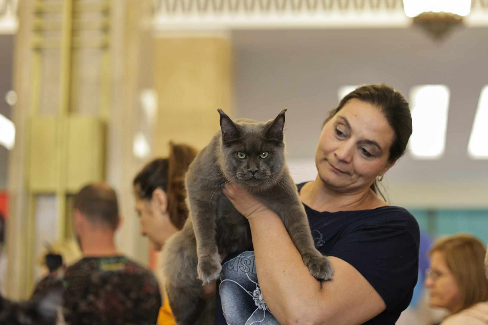 Nordri, câştigătorul cupei europene feline 2024, un superb motan alb din rasa Norvegian de Pădure, poate fi admirat la SofistiCAT, la Sala Palatului