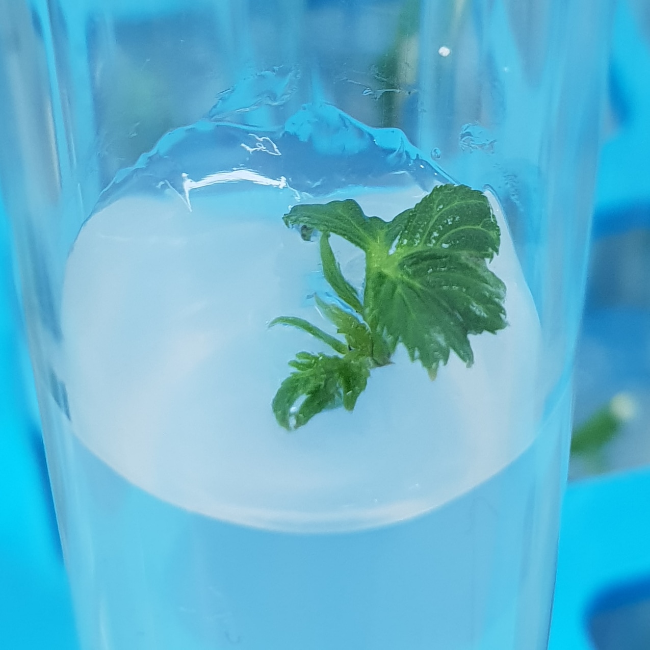 Românul care cultivă un milion de plante in vitro pe an: “Se întorc oamenii de afară. De ce să muncească pe plantația altuia pe o mie de euro, când poate lua 30 de mii pe a lui?”