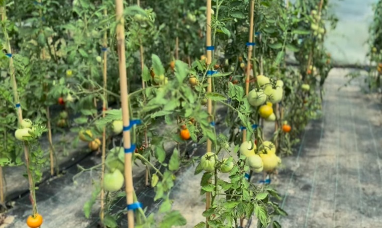Imagini cu solarul pentru legume al lui Dragoș Bucur și al Danei Nălbaru. Ce au făcut cu roșiile care s-au copt: „Sunt multe, mulțumim lui Dumnezeu”