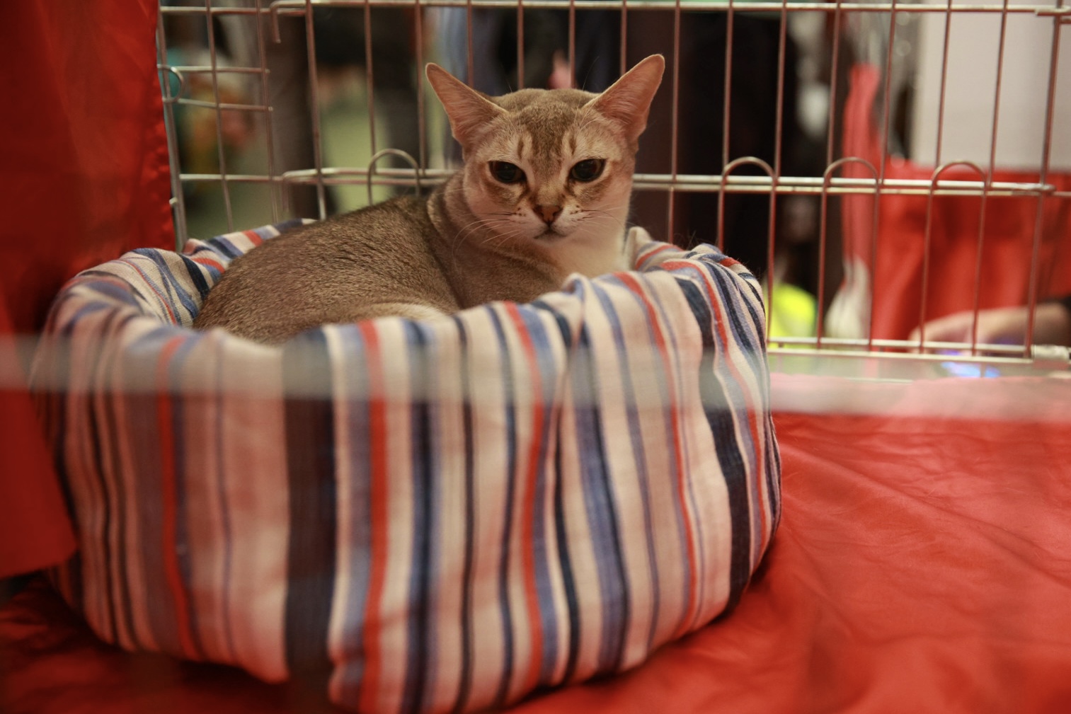 Pisici de top, priviri hipnotizante și povești spectaculoase. Cum a fost la Salonul Felin Internațional SofistiCAT
