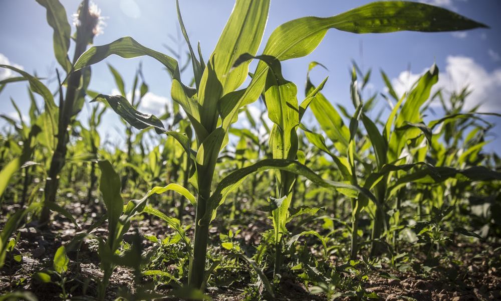 Nigeria and Brazil ink $1 billion deal to transform agriculture sector