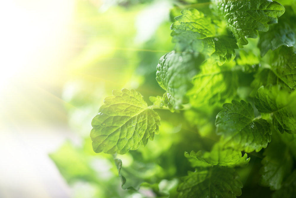 Roiniță - cum se utilizează cea mai cunoscută plantă medicinală recomandată pentru insomnii