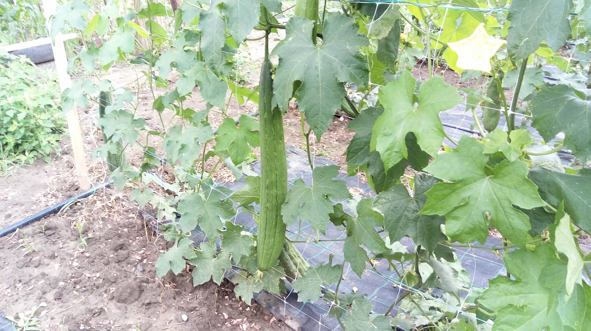 FOTO | O româncă și-a făcut o afacere inedită. Cultivă mii de bureți lufa