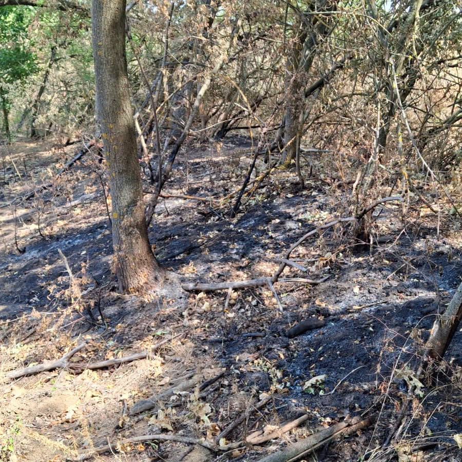 Ce este incendiul subteran care afectează Parcul Natural Lunca Mureșului, acolo unde copacii iau foc din senin