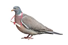 Carrier pigeon [iStock]