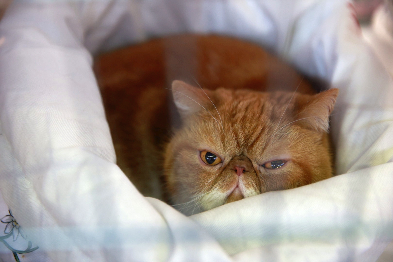 Libertatea a mers la Campionatul Mondial Felin. Bucureștiul, capitala mondială a pisicilor: peste 750 de feline din întreaga lume au strălucit la Romexpo