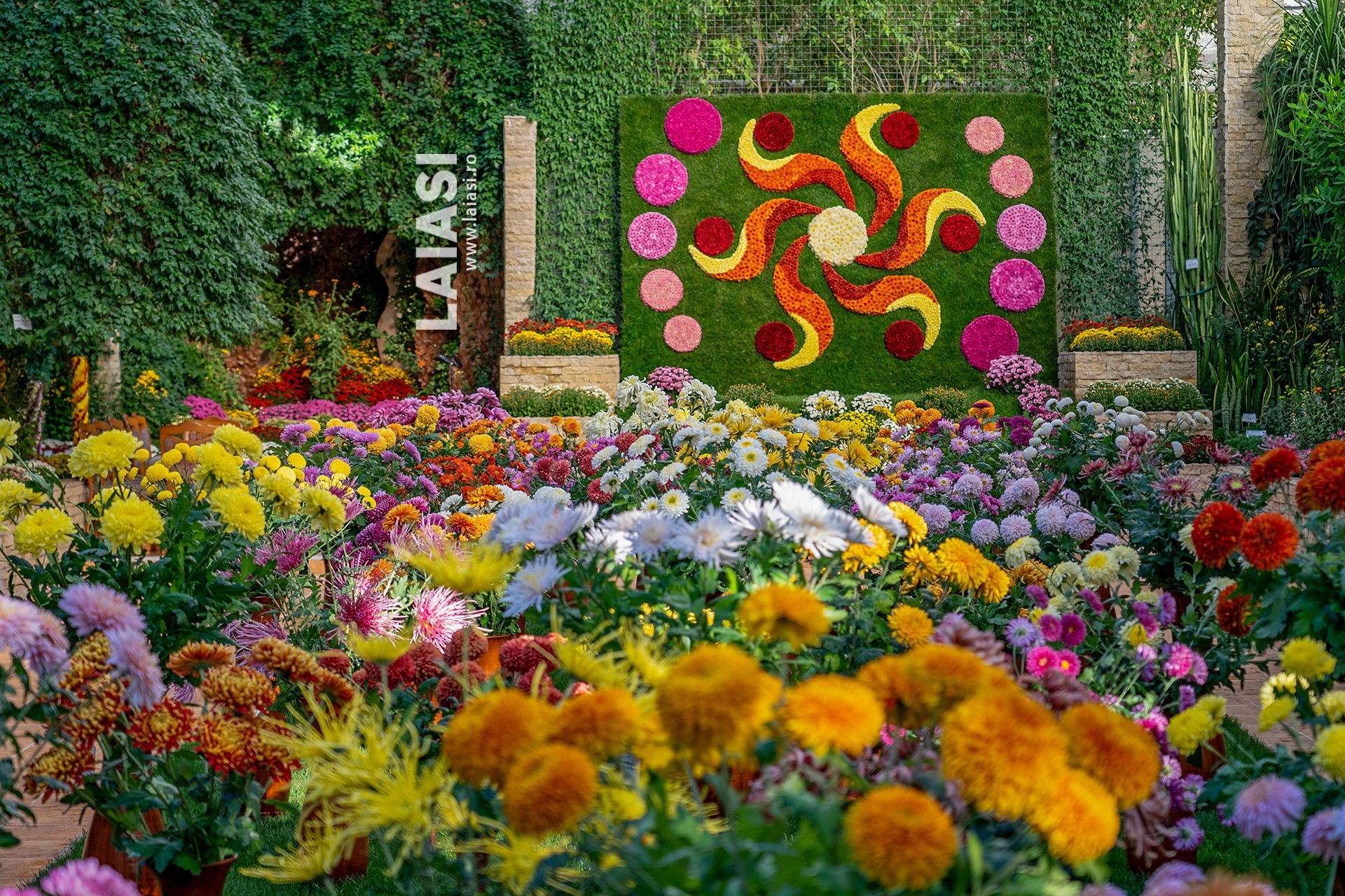 Cea mai așteptată expoziție de flori de toamnă s-a deschis în Grădina Botanică din Iași. Zeci de vizitatori au venit să admire explozia de culori