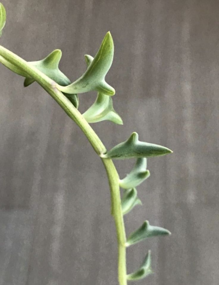 5 odd plants that resemble animals