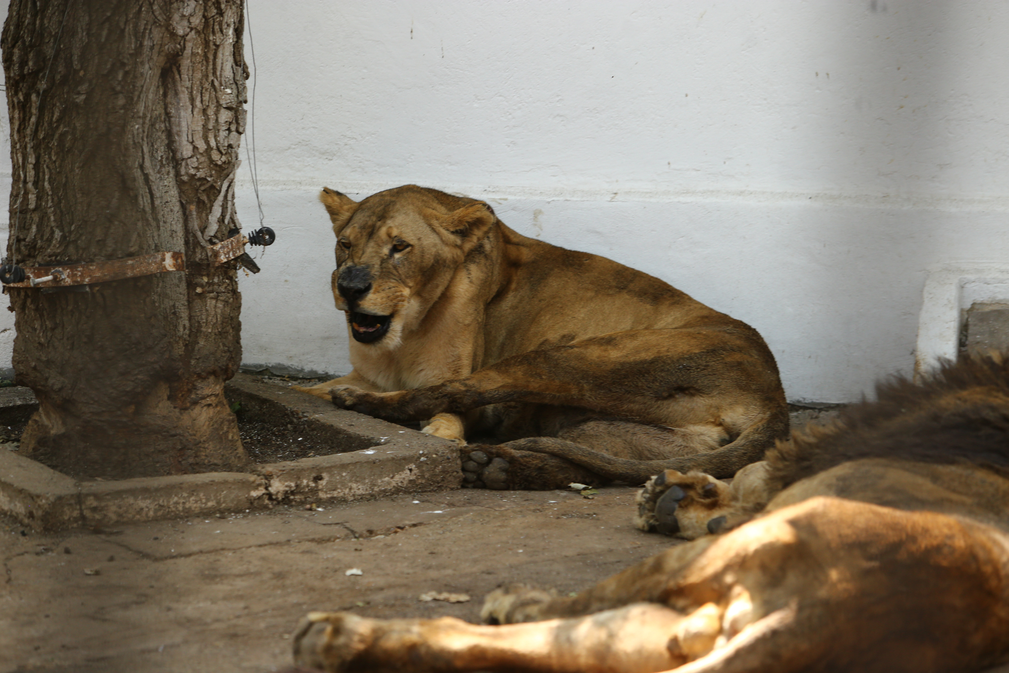 REPORTAJ. Grădina Zoologică din Brăila - în vizită la „pușcăria animalelor”: Vietăți apatice, mâncare puţină, apă în cauciucuri de maşină