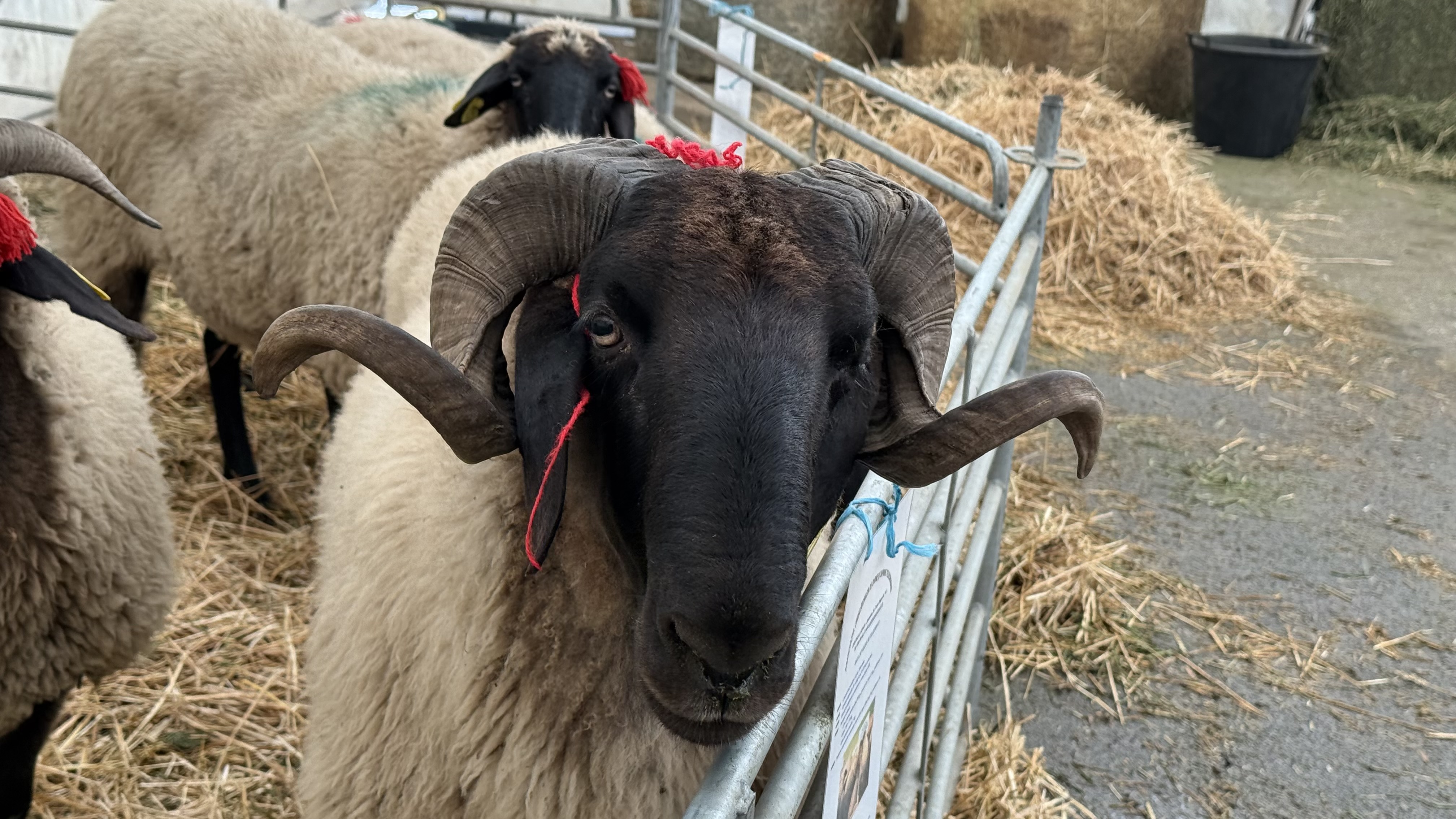 „Vaca mea produce peste 50 de litri pe zi. O iubim ca pe un membru al familiei”. Cum arată o zi de weekend la Indagra, cel mai mare eveniment agricol din România