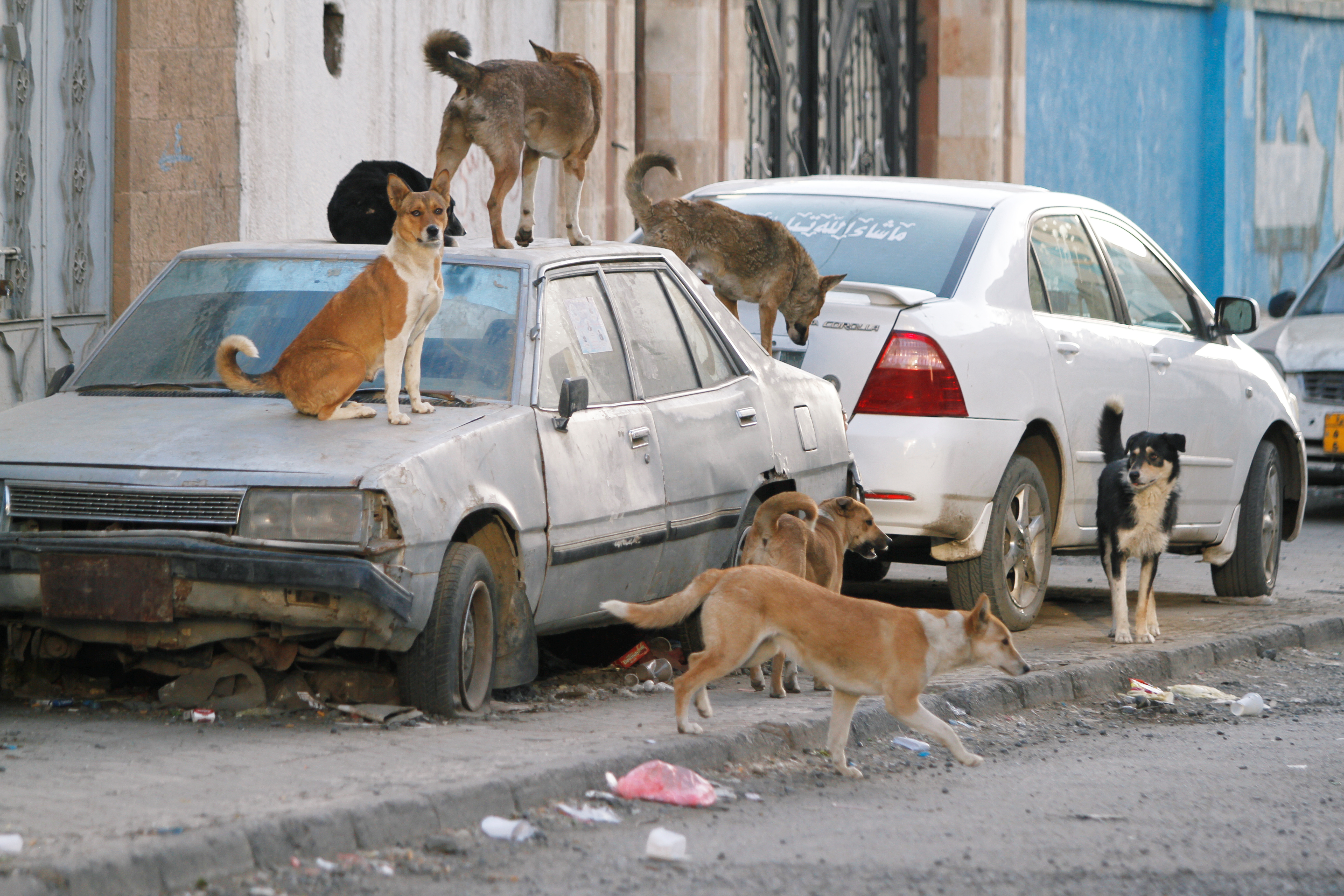 Egypt has a major stray dog problem. Millions of roaming dogs live on the streets across the country. It has become a big challenge for both public health and animal welfare