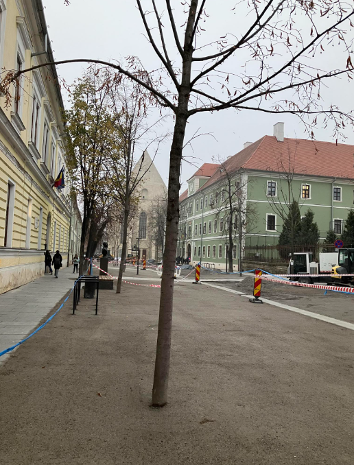 Muncitorii au turnat pietriș tasat în jurul copacilor, pe o stradă din centrul orașului Cluj-Napoca. RADP: „Nu mai suntem în asociere, nu am luat nici un leuț”
