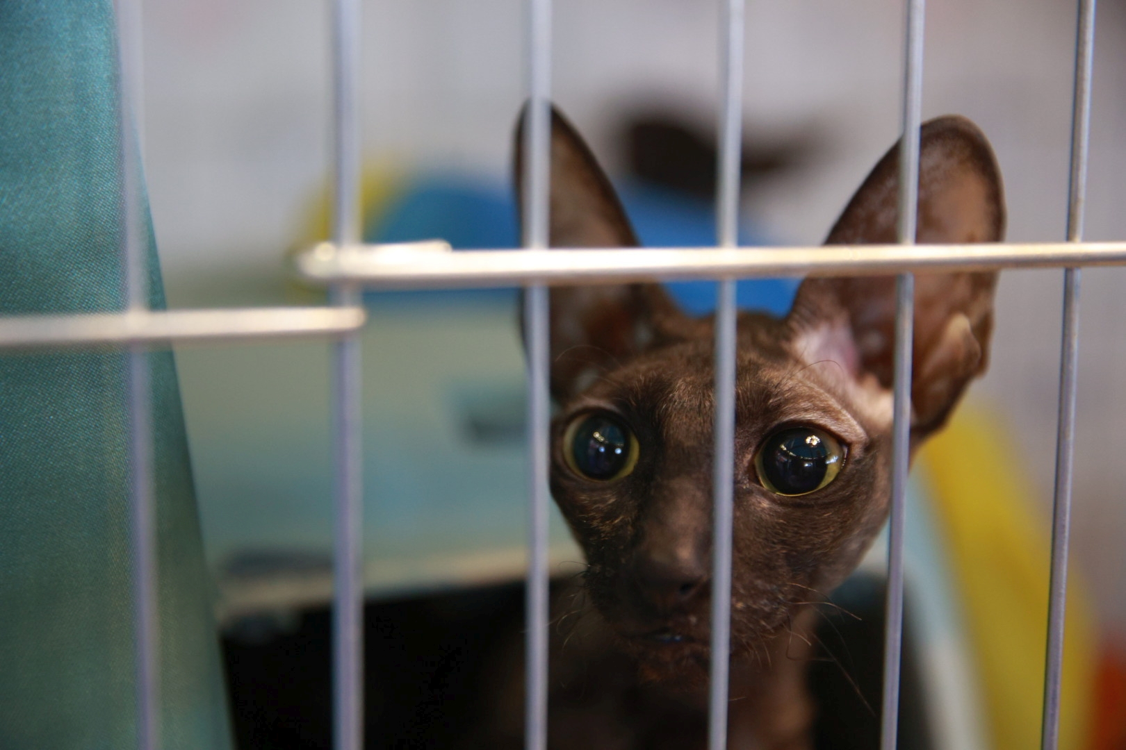 Libertatea a mers la Campionatul Mondial Felin. Bucureștiul, capitala mondială a pisicilor: peste 750 de feline din întreaga lume au strălucit la Romexpo