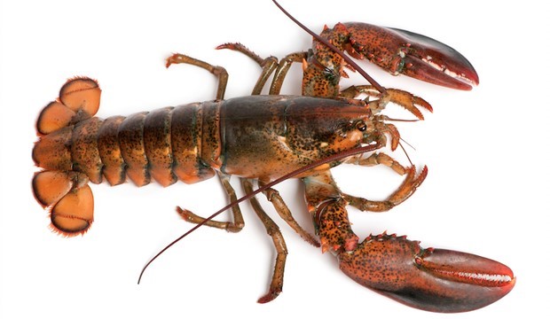 The lobster [UniversityofMaine]