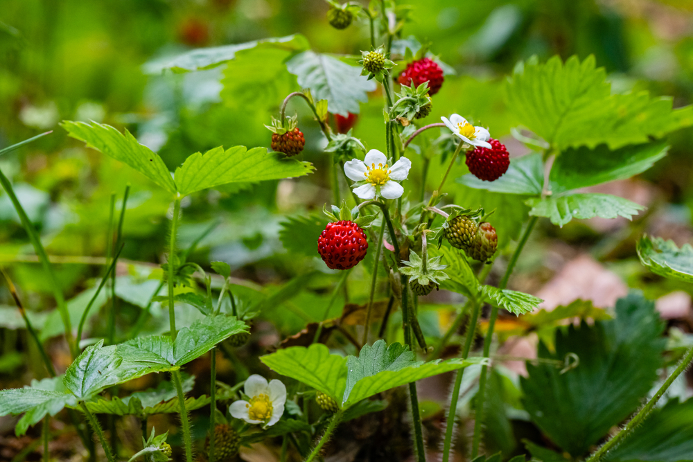 Căpșuni - plantare, cultivare și îngrijire. Ce beneficii are consumul de căpșuni și ce rețete poți încerca și cu fructele aromate