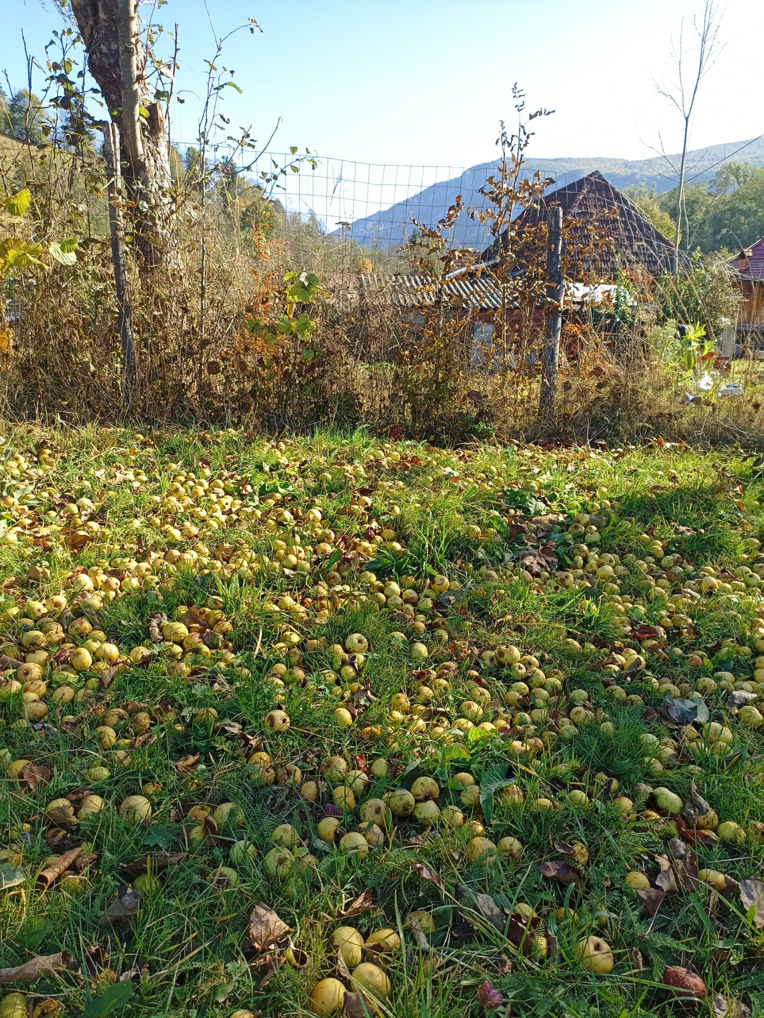 Pedro Huete Rodelgo, spaniolul care s-a mutat în România și produce cidru. Folosește mere sălbatice unice în Europa: cresc sporadic și nu sunt bune de mâncat