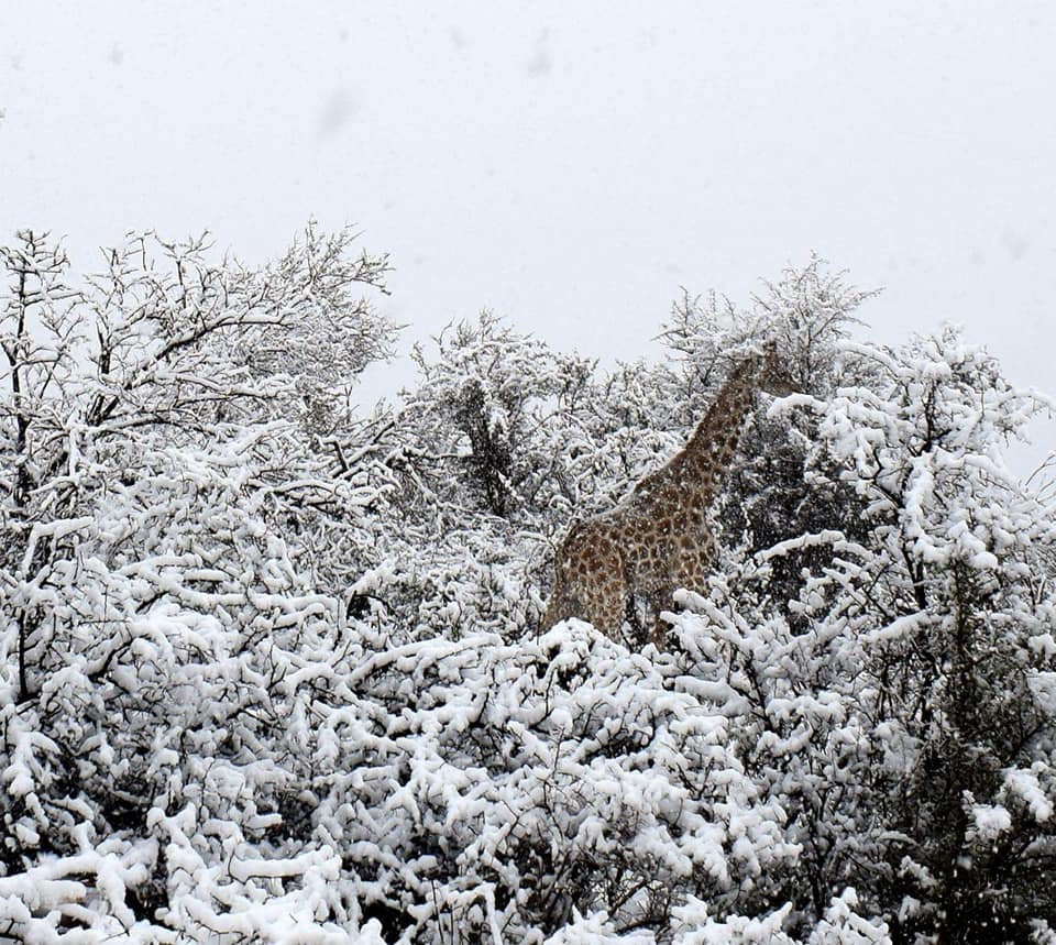 Imagini uimitoare cu elefanți și girafe în zăpadă surprinse în Africa de Sud