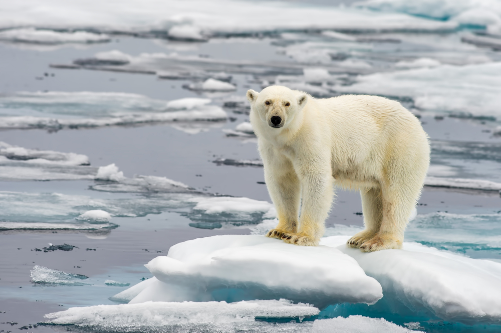 Curiozități despre ursul polar