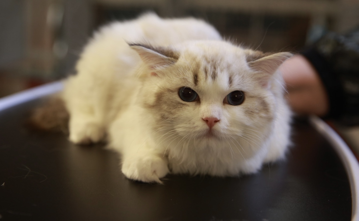 Pisici de top, priviri hipnotizante și povești spectaculoase. Cum a fost la Salonul Felin Internațional SofistiCAT