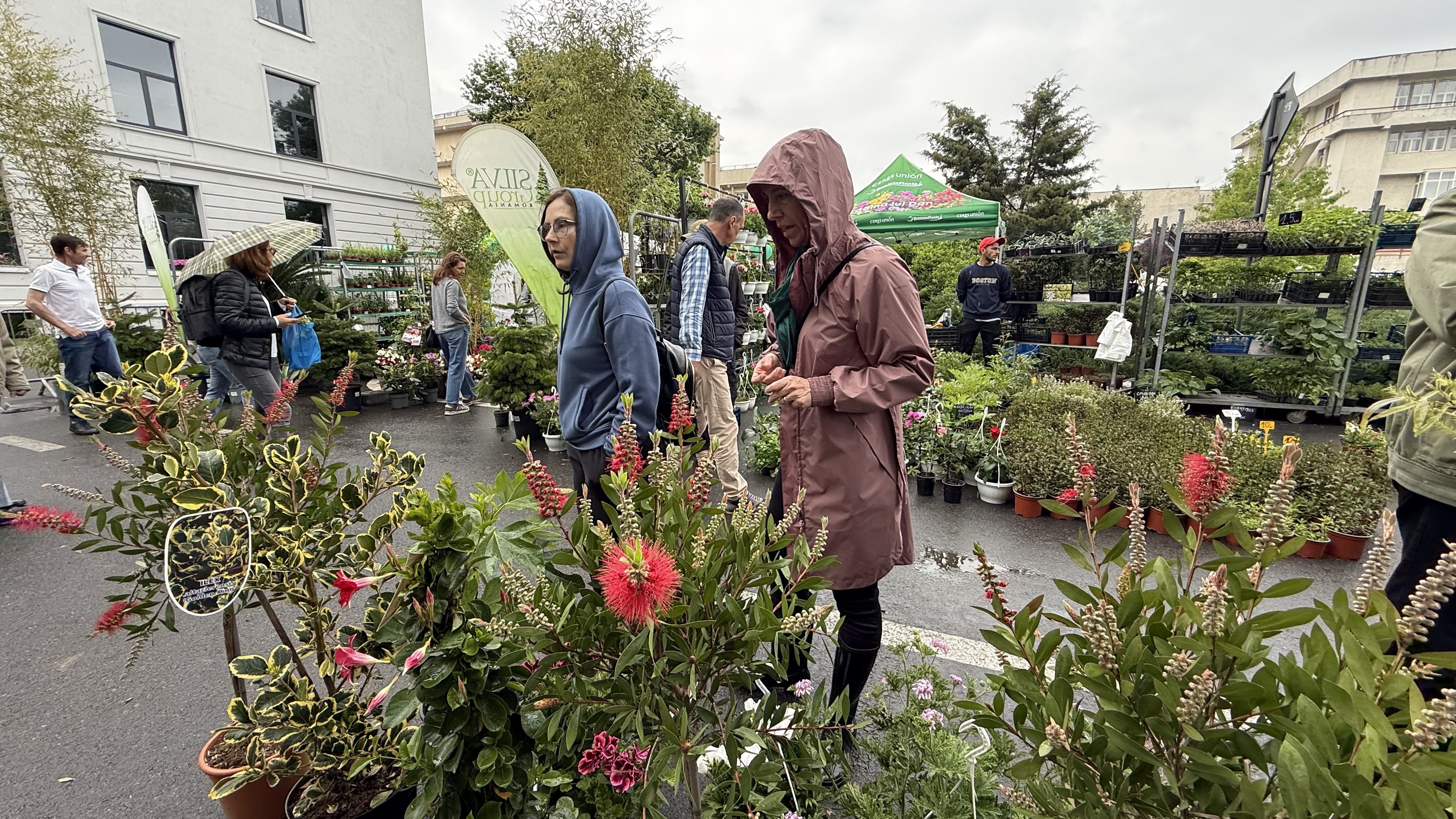 Explozie de flori și fructe exotice la Agronomie. Cât au plătit oamenii pentru „Mâna lui Buddha” „Banana Nordului” și smochinul mov