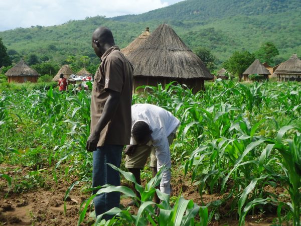 World Bank approves $500m agriculture loan for Nigeria to boost food security