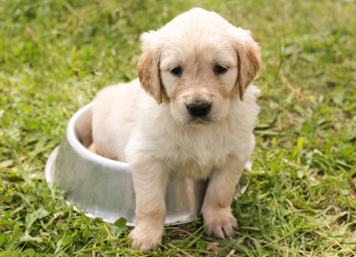 Golden Retriever - cât de ușor se dresează și ce personalitate are cel mai îndrăgit câine