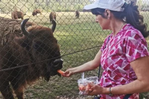 Viața la ferma de zimbri din Vama Buzăului. Animalele sunt îngrijite într-o rezervație de 90 de hectare, aflată la poalele Munților Ciucaș