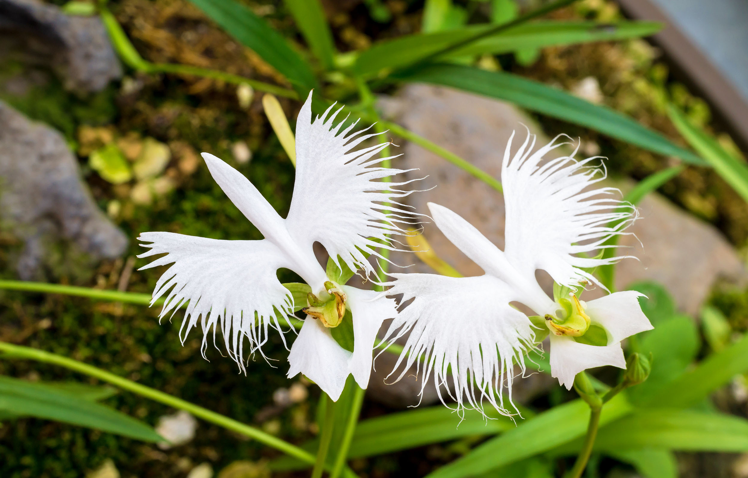 White