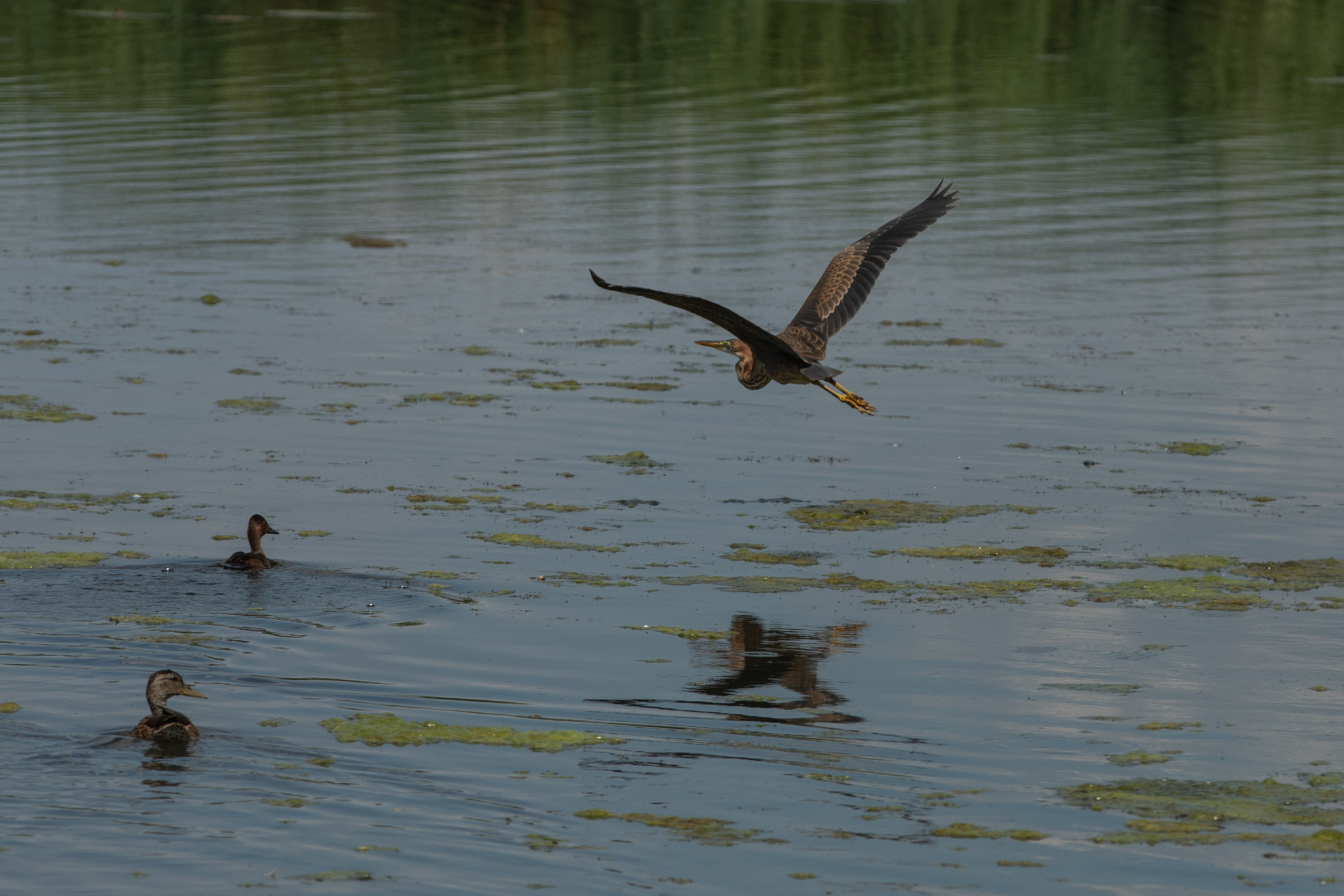 Recensământul cormoranilor. Am numărat prădătorii de pește de pe bălțile deținute de fiica ministrului agriculturii: „Au fost doi, dar au fugit”