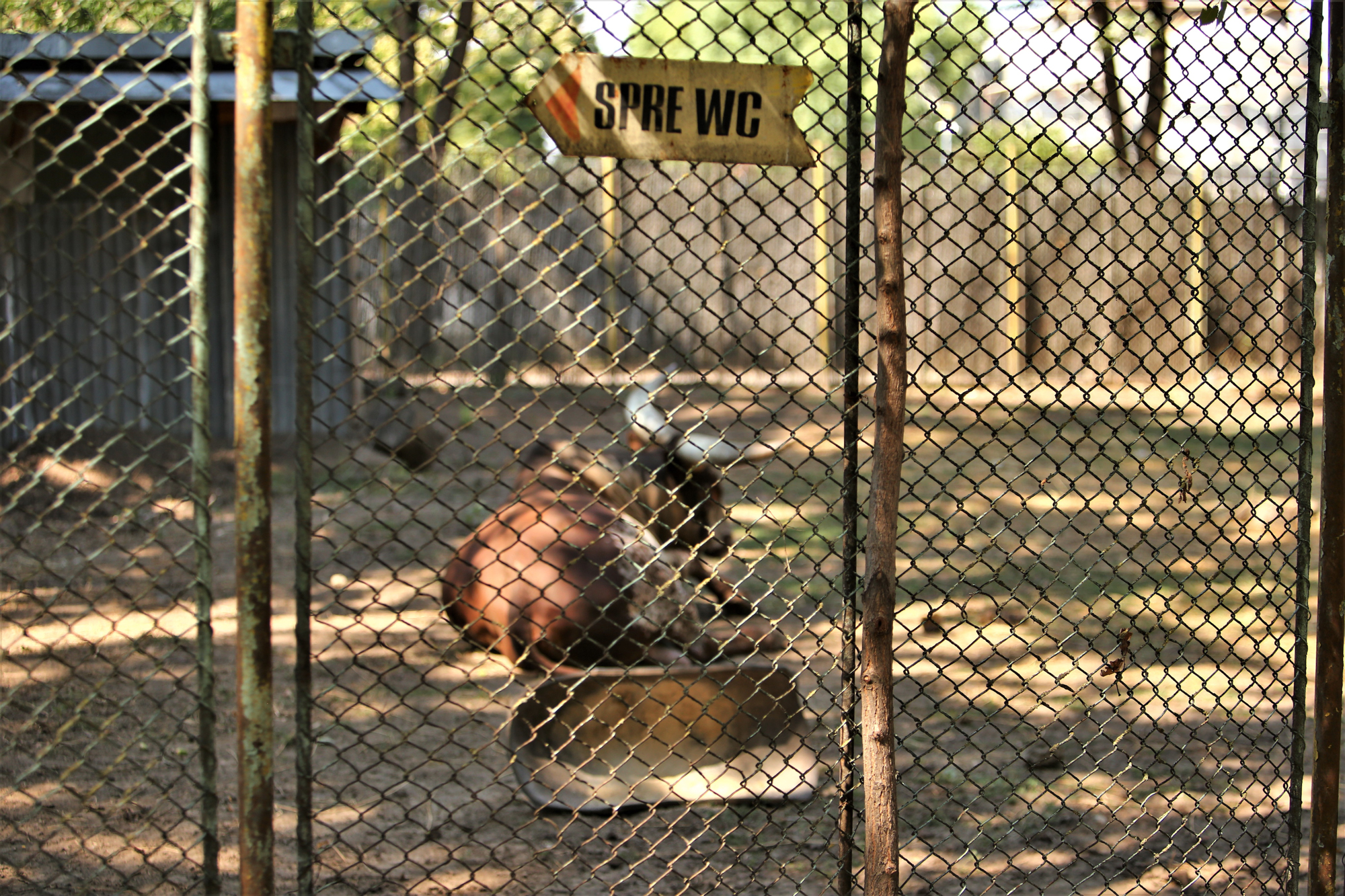 REPORTAJ. Grădina Zoologică din Brăila - în vizită la „pușcăria animalelor”: Vietăți apatice, mâncare puţină, apă în cauciucuri de maşină