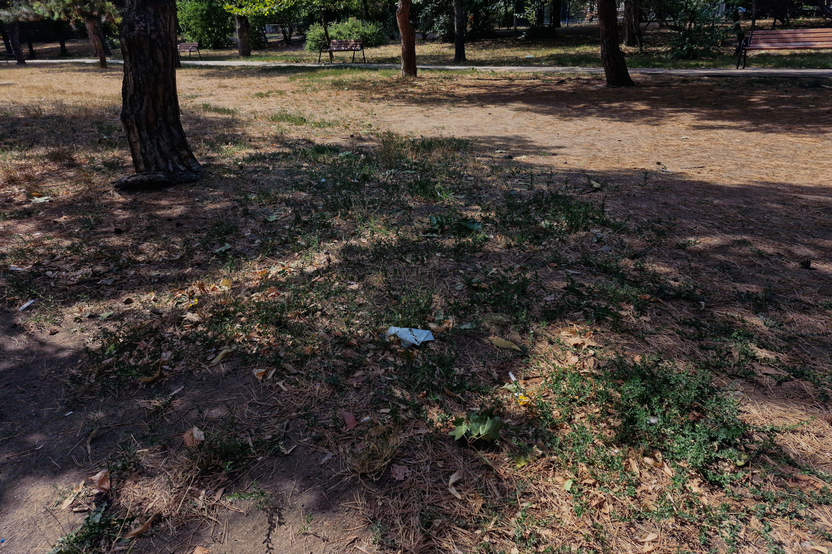 FOTO. În Parcul Circului din București, toată iarba e pârjolită. Rezistă, în schimb, gunoaiele