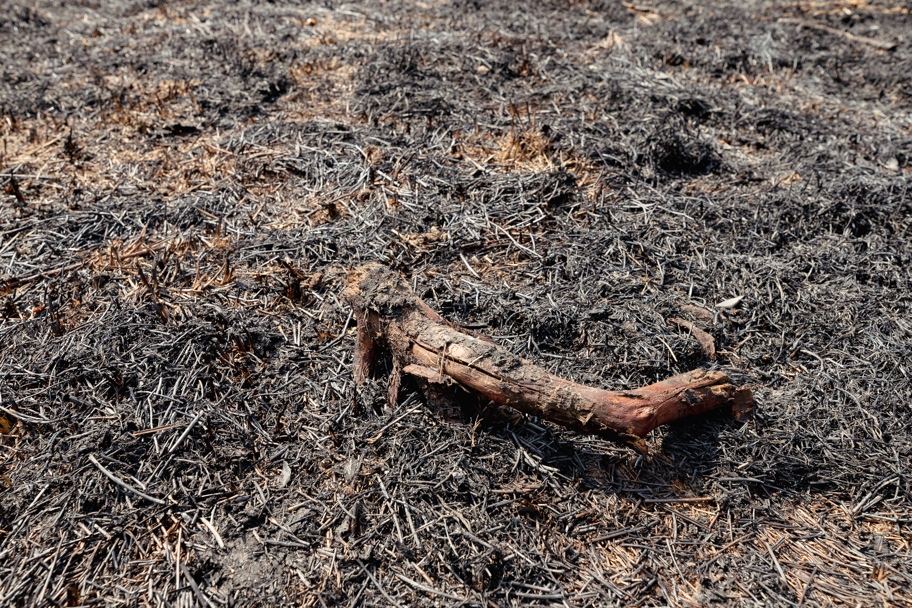 Revolta locuitorilor de lângă Parcul IOR care arde, iar copacii se usucă în mod misterios, sub ochii autorităților: „Ne credeți proști, domnule primar?”