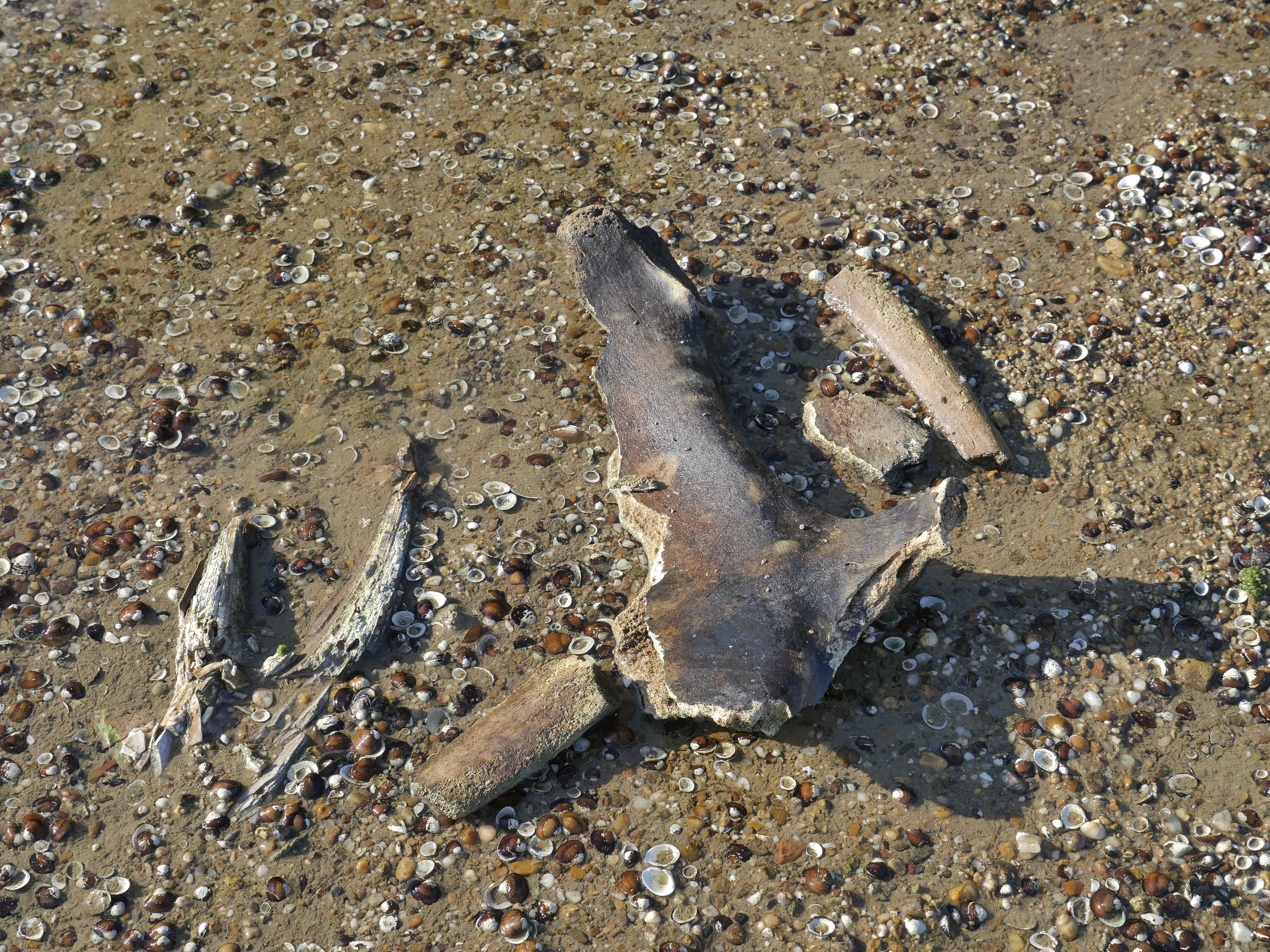 Dunărea a secat în Bulgaria atât de mult, încât au putut fi descoperite rămășițele unui mamut