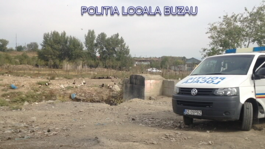 GALERIE FOTO| Descoperire macabră în Buzău. Un crescător de porci își hrănea animalele cu cadavre şi resturi animale