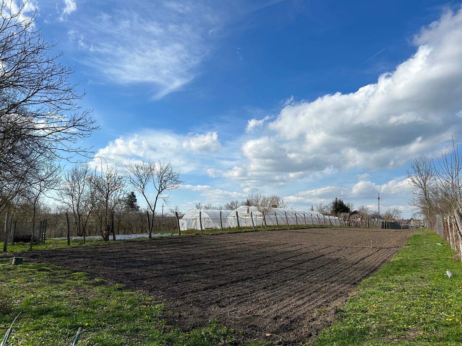 Povestea de succes a lui „Alex cu menta”, un tânăr întors din străinătate să cultive plante aromatice: „În patru luni se fac bani cât pentru tot anul”