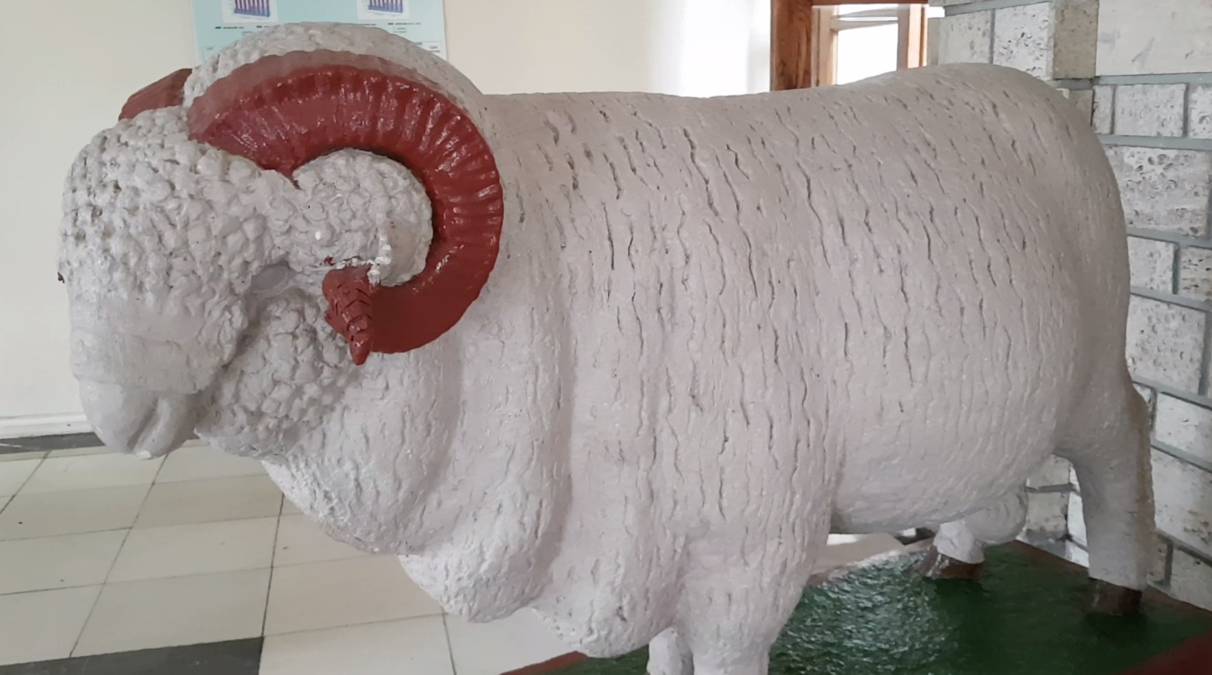 VIDEO/ Miorița s-a născut la malul mării. Cum arată oaia Prolific, creată la Institutul de la Palas